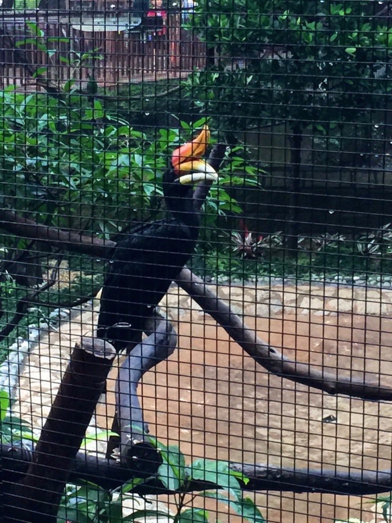 Birds in Kowloon Park