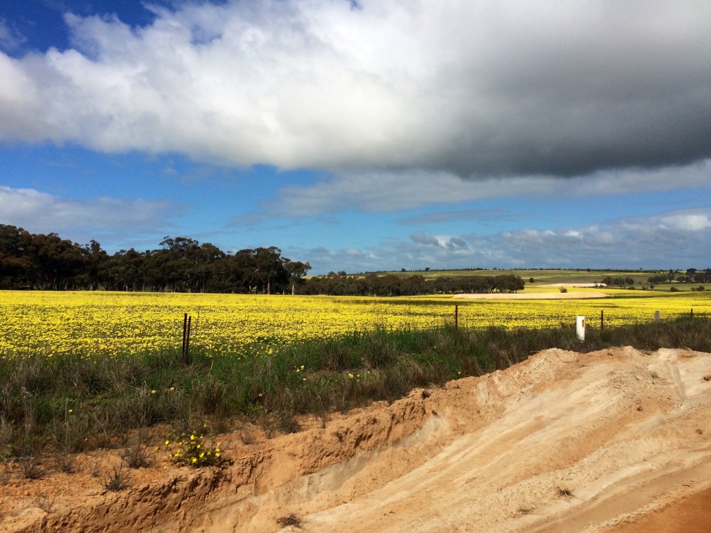 Yellow fields